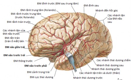 Hình 1 1 Các động mạch cấp máu cho não – n guồn Silverman IE 2009 121 A Hình 1 2 A 2