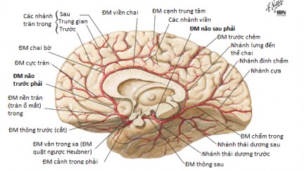 B C Hình 1 2 B C Các động mạch não và phân nhánh của chúng Mặt trong bán cầu B 3