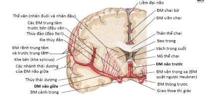 Hình 1 2 B C Các động mạch não và phân nhánh của chúng Mặt trong bán cầu B và 4