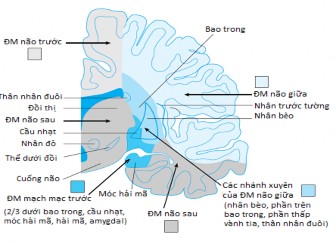 Hình 1 3 Phân bố tưới máu của các động mạch não trên sơ đồ lát cắt đứng 5