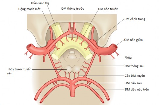 Hình 1 4 Đa giác Willis vòng thông nối ở đáy não Nguồn Silverman I E 2009 121 Hình 1 6