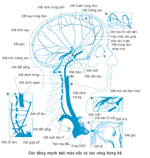 Hình 1 5 Các vòng bàng hệ trong tưới máu não A các động mạch vỏ não B qua 7