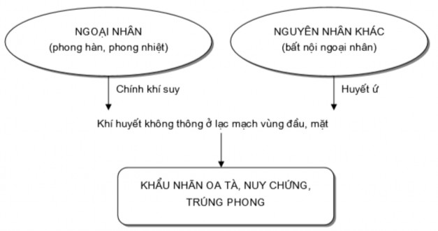 Sơ đồ nguyên nhân và cơ chế bệnh của khẩu nhãn oa tà liệt mặt II Các thể 1