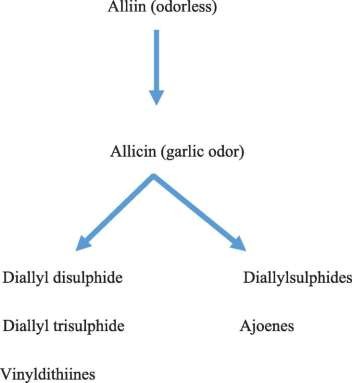 Các nghiên cứu đã chỉ ra rằng tỏi tăng số lượng tế bào T ức chế và 1