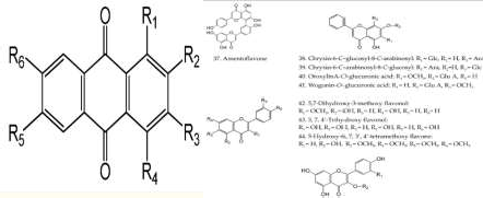 5 2 2 2 Tình hình nghiên cứu về chi Hedyotis trên thế giới Nghiên cứu đầu tiên 1