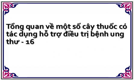 Tổng quan về một số cây thuốc có tác dụng hỗ trợ điều trị bệnh ung thư - 16