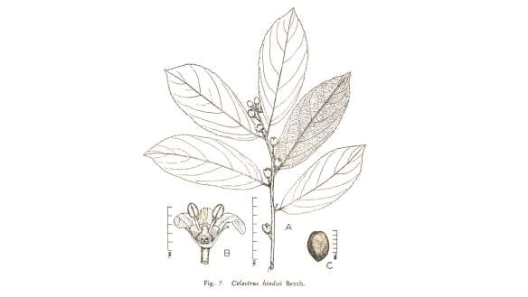 1 1 1 2 Đặc điểm thực vật H nh 1 Xạ đen Nguồn Internet Xạ đen thuộc loại cây 1