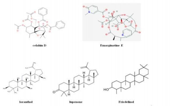 Bốn hợp chất triterpene mới celasdin A 14 celasdin C 15 celasdin B 16 và cytotoxic 3