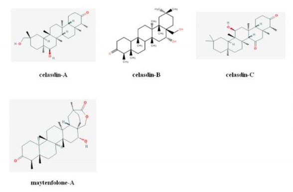Nghiên cứu hóa học của Celastrus hindsii đang phát triển ở Việt Nam đã dẫn 4
