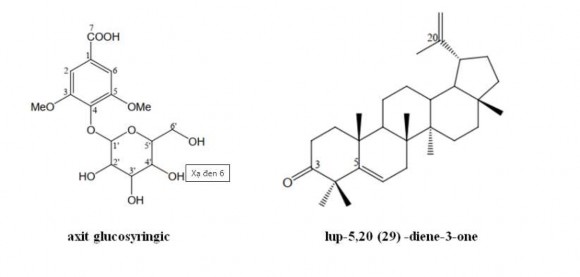 Theo Lou và cộng sự trong loài Celastrus hindsii Benth có các triterpenoids loại oleanane 5