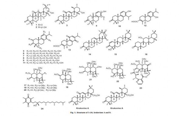 Một loại macrocyclic lactone mới có tên Hindsiilactone A 5 8 quinoflavan Hindsiiquinoflavan 6