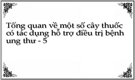 Cây Thuốc Hỗ Trợ Điều Trị Bệnh Ung Thư Dạ Dày