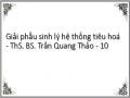 Giải phẫu sinh lý hệ thống tiêu hoá - ThS. BS. Trần Quang Thảo - 10