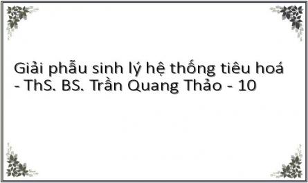 Giải phẫu sinh lý hệ thống tiêu hoá - ThS. BS. Trần Quang Thảo - 10