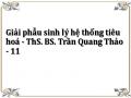 Giải phẫu sinh lý hệ thống tiêu hoá - ThS. BS. Trần Quang Thảo - 11