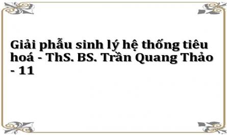 Giải phẫu sinh lý hệ thống tiêu hoá - ThS. BS. Trần Quang Thảo - 11