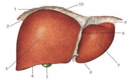 Giải phẫu sinh lý hệ thống tiêu hoá - ThS. BS. Trần Quang Thảo - 4