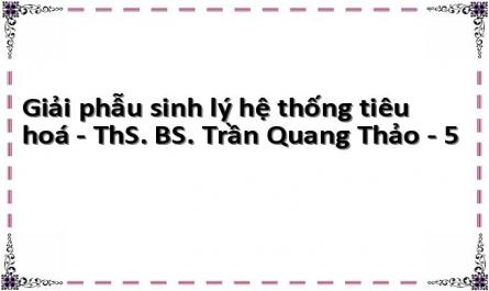Giải phẫu sinh lý hệ thống tiêu hoá - ThS. BS. Trần Quang Thảo - 5
