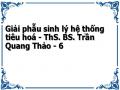 Giải phẫu sinh lý hệ thống tiêu hoá - ThS. BS. Trần Quang Thảo - 6