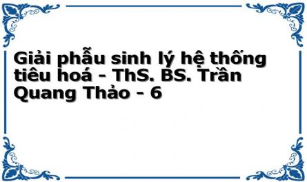 Giải phẫu sinh lý hệ thống tiêu hoá - ThS. BS. Trần Quang Thảo - 6