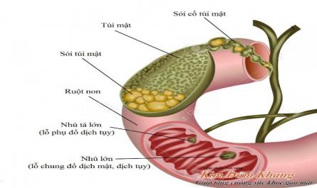 Thành Phần Và Tác Dụng Của Dịch Ruột