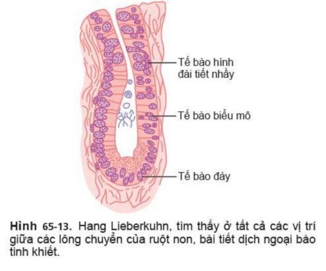 2 Điều hoà bài tiết dịch ruột Dịch ruột được bài tiết tự động dưới 2