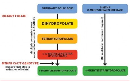 Hình 4 1 Quá trình chuyển hóa acid folic và folat http www lifeextension com media lef 1
