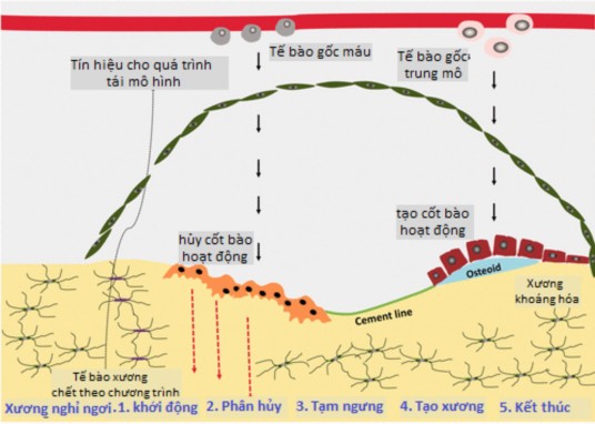 Hình 1 2 Quá trình tái mô hình Nguồn Kenkre JS Bassett J 2018 20 Các tế bào tham gia 2