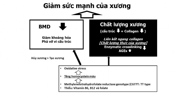 Hình 1 5 Ảnh hưởng của gen MTHFR đến xương Nguồn Saito M Marumo K 2018 67 Các 2