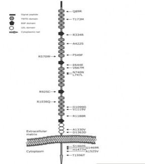 Hình 1 7 Sơ đồ protein LRP5 và vị trí các exon Nguồn Saarinen A 2011 84 4