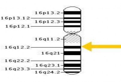 Hình 1 9 Vị trí và cấu trúc gen FTO trên nhiễm sắc thể Nguồn http ghr nlm nih gov 2