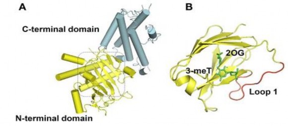 Hình 1 10 Cấu trúc protein FTO Nguồn http www frontiersin org cellular endocrinology 10 3389 3