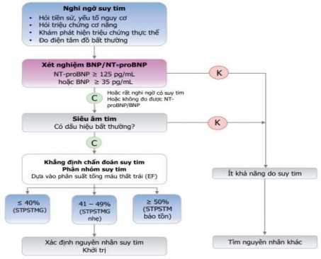 Hình 1 2 Sơ đồ chẩn đoán suy tim theo ESC 2021 19 2