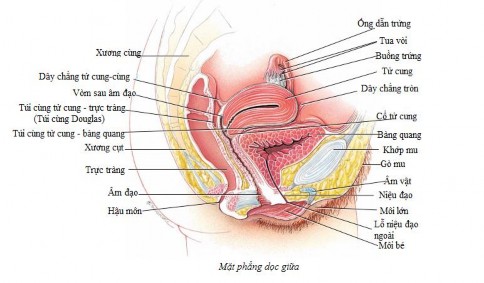 Hình 1 1 Cơ quan sinh dục nữ trên thiết đồ đứng dọc của chậu hông 60 1 1 1 1