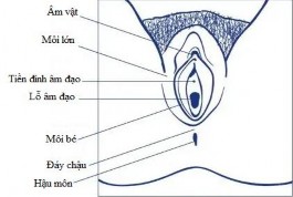 Hình 1 3 Cơ quan sinh dục ngoài của nữ 31 1 1 2 1 Âm hộ Âm hộ gồm gò mu môi 2