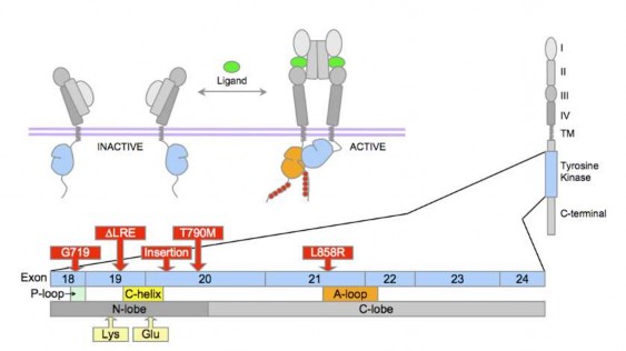 Hình 1 5 Cấu trúc thụ thể yếu tố phát triển biểu mô EGFR và sự hoạt hóa 1