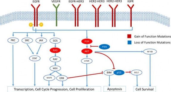 Hình 1 6 Các con đường truyền tín hiệu nội bào khởi nguồn từ EGFR 35 b Đột 2