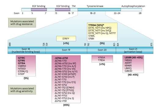 Hình 1 7 Các dạng đột biến EGFR 31 Đột biến EGFR được tìm thấy ở một số 3