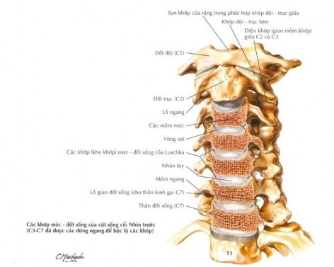 Hình 1 1 CSC thẳng Nguồn Frank H Netter 2007 Hình 1 2 Hình CSC đã được cắt C3 – C7 1