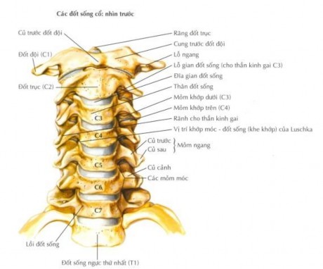 Hình 1 2 Hình CSC đã được cắt C3 – C7 để bộc lộ các khớp Nguồn Frank H 2