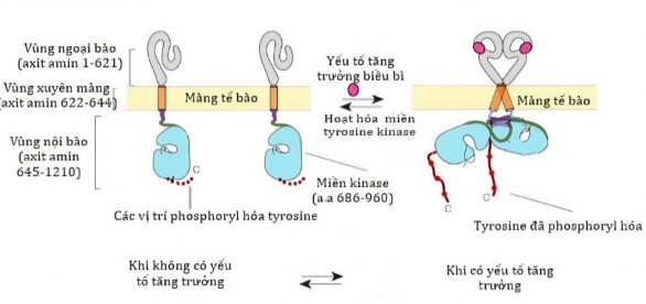 Hình 1 2 Mô hình cấu trúc và hoạt động của EGFR EGFR gồm ba vùng vùng ngoại 1