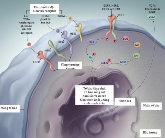 Hình 1 3 Các con đường truyền tín hiệu nội bào khởi nguồn từ EGFR EGFR tiếp 2