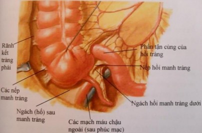 Hình 1 2 Giải phẫu manh tràng và ruột thừa Nguồn theo Nguyễn Quang Quyền 2001 11 1 2