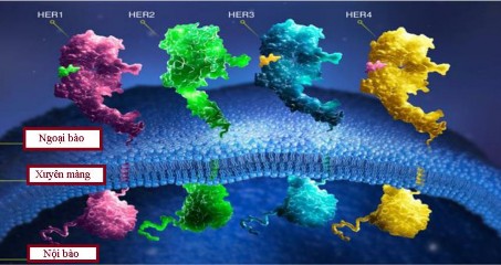 Hình 1 1 Họ thụ thể ErbB 37 1 4 2 HER2 trong ung thư và các chất ức chế HER2 Gen 1