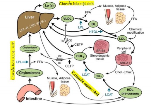 Hình 1 1 Chuyển hóa lipid trong cơ thể Ở người bình thường quá trình tổng hợp 1