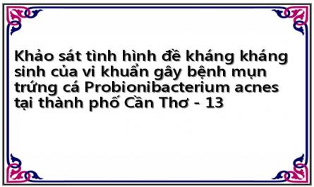 Khảo sát tình hình đề kháng kháng sinh của vi khuẩn gây bệnh mụn trứng cá Probionibacterium acnes tại thành phố Cần Thơ - 13