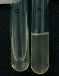 Hình 4 6 Kiểm tra khả năng làm dịch hóa gelatin trên dòng vi khuẩn phân lập a 2