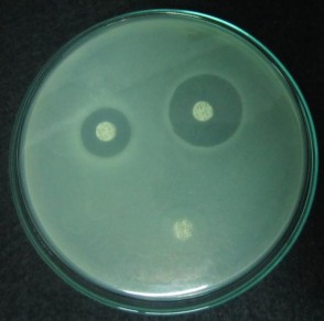 cefuroxim 12 mm clindamycin 0 mm erythromycin 16 mm levofloxacin 9 mm tetracyclin 10 mm 1