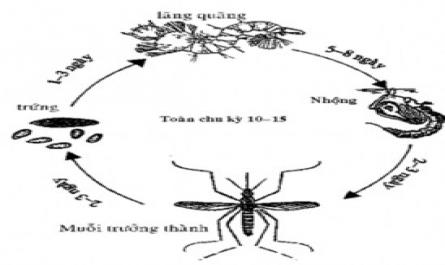 Kiến thức, thái độ về bệnh sốt xuất huyết Dengue của bệnh nhân khoa Bệnh nhiệt đới, Bệnh viện E - 2