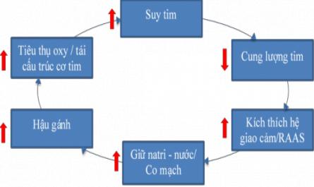 Mối liên quan giữa chỉ số BMI với tiên lượng tử vong và tái nhập viện ở bệnh nhân suy tim mạn điều trị ngoại trú tại viện tim mạch Việt Nam - 2